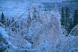 Ice Storm