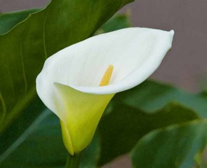 Calla Lily