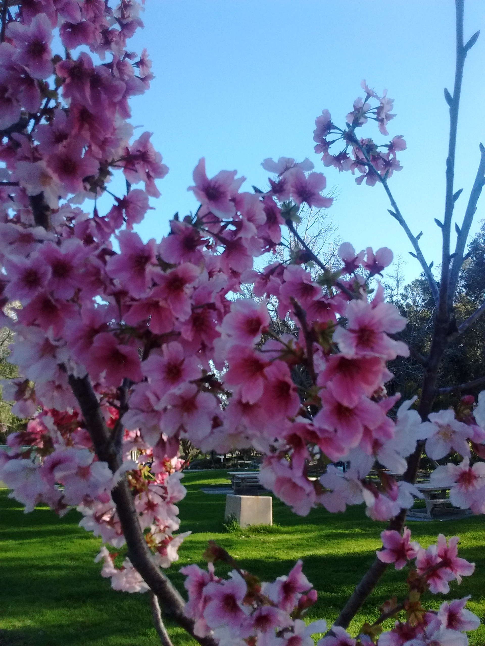 Cherry Blossoms