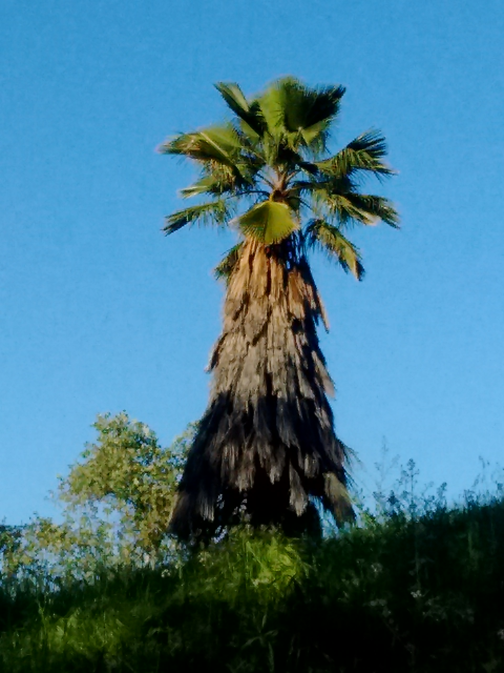 Palm Tree 1